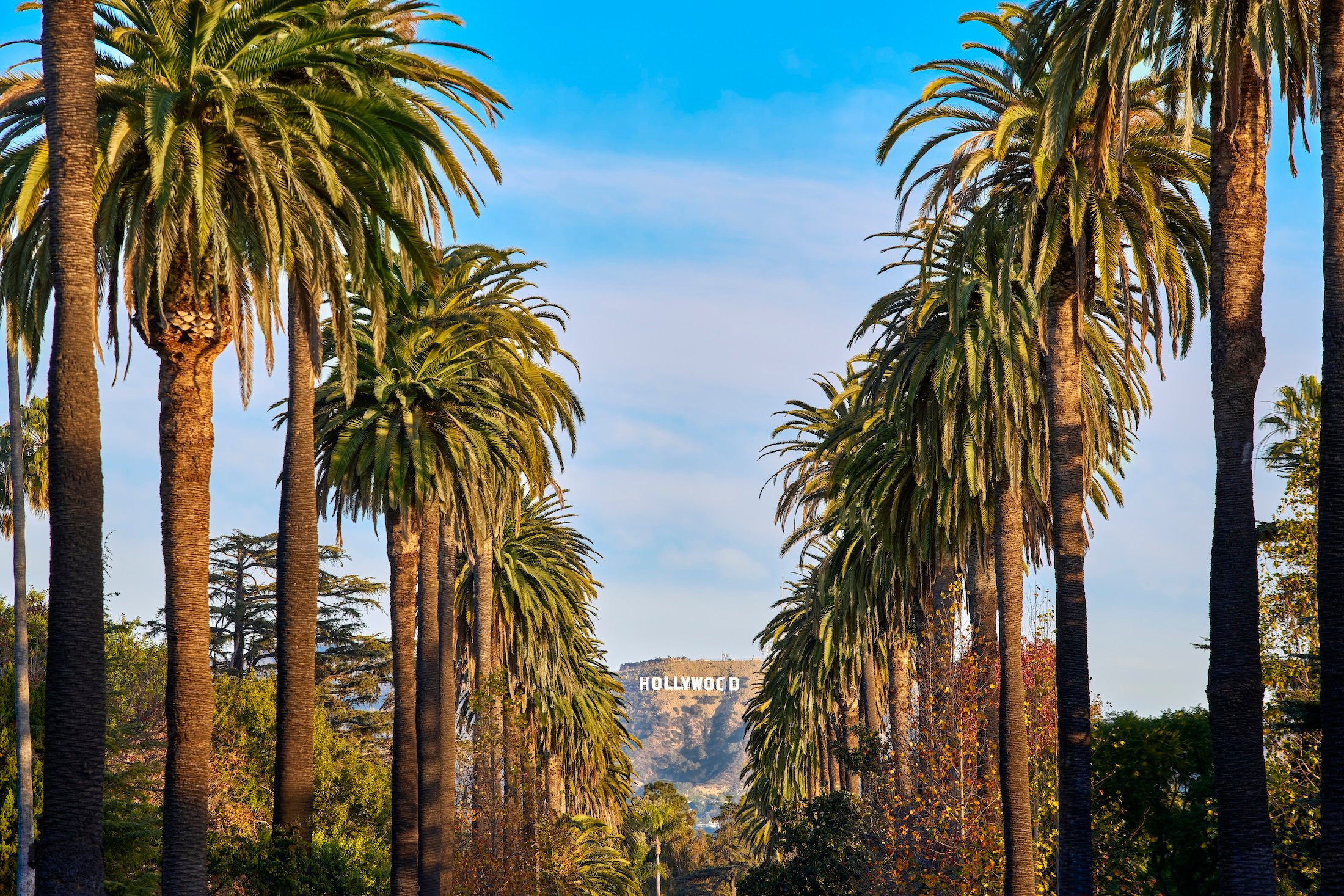 A palm tree lined street leading to the Hollywood sign.