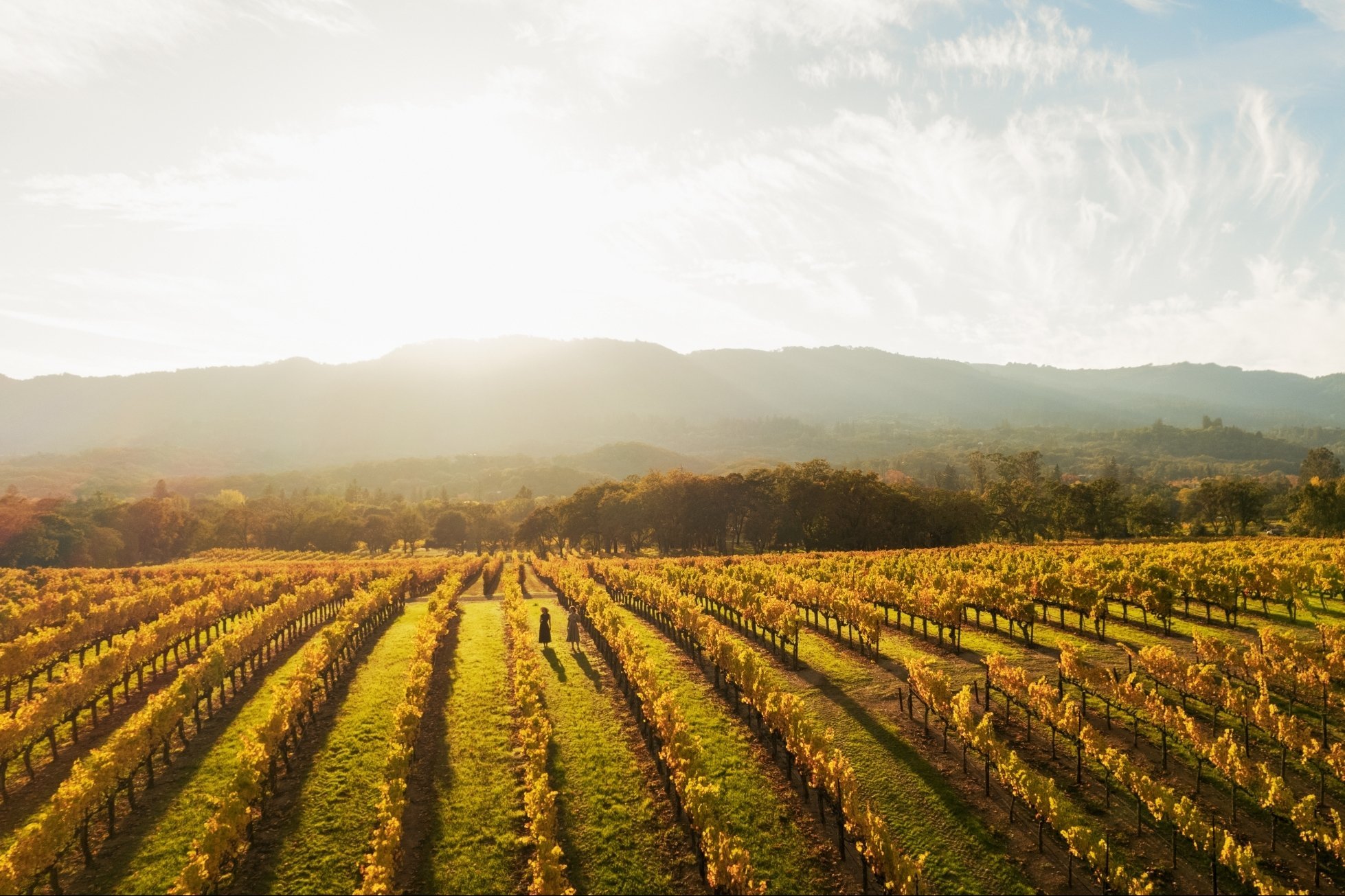 An aerial view of a lush vineyard at sunset with two women walking among the rows.